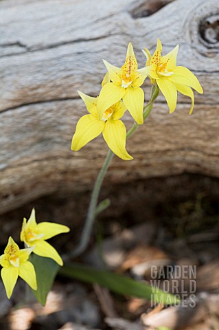 NATIVE_WESTERN_AUSTRALIAN_CALADENIA_FLAVA_ORCHIDS_GROWING_NEXT_TO__BANKSIA_LOG_KNOWN_LOCALLY_AS_THE_