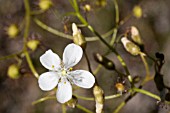 NATIVE WESTERN AUSTRALIAN DROSERA MACRANTHA FLOWER