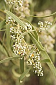 FLOWERS OF THE SEMI PARASITIC NATIVE WESTERN AUSTRALIAN TREE, SANTALUM ACUMINATUM