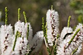 MELALEUCA HUEGELII IN FLOWER