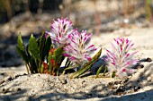 NATIVE WESTERN AUSTRALIAN PTILOTUS MANGLESII IN FLOWER