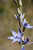 THELYMITRA MACROPHYLLA SUN ORCHID IN FLOWER