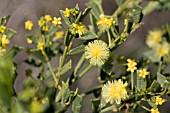 ACACIA TRUNCATA