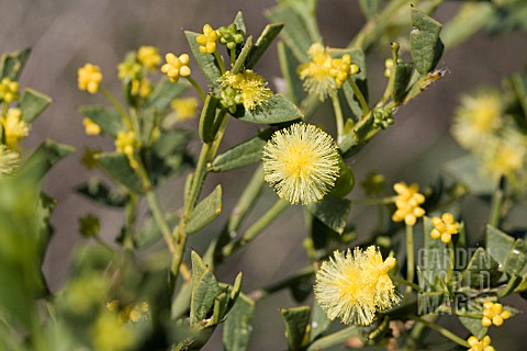 ACACIA_TRUNCATA