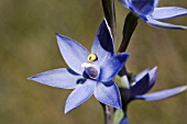 THELYMITRA MACROPHYLLA SUN ORCHID IN FLOWER