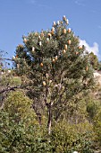 BANKSIA PRIONOTES TREE FLOWERING