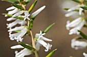 LEUCOPOGON PROQUINQUUS