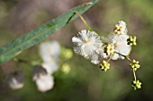 ACACIA WILLDENOWIANA FLOWERS