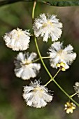 ACACIA WILLDENOWIANA