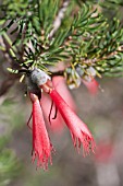 CALOTHAMNUS SANGUINEUS