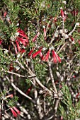 CALOTHAMNUS SANGUINEUS