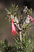 CALOTHAMNUS SANGUINEUS