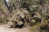 WHITE FLOWERING HAKEA LISSOCARPHA IN THE WESTERN AUSTRALIAN BUSH