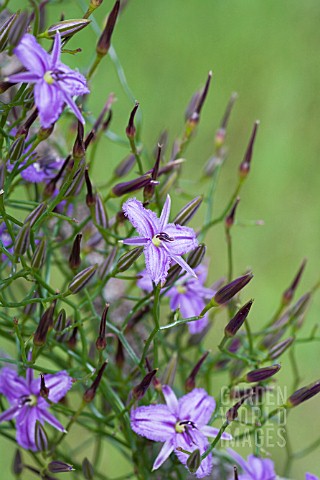 THYSANOTUS_PATTERSONII