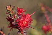 AUSTRALIAN VERTICORDIA MITCHELLIANA SHRUB