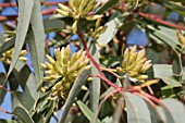 FLOWER BUDS OF THE ICONIC NATIVE WESTERN AUSTRALIAN TREE, EUCALYPTUS MARGINATA, COMMONLY KNOWN AS JARRAH
