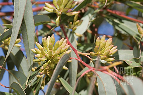 FLOWER_BUDS_OF_THE_ICONIC_NATIVE_WESTERN_AUSTRALIAN_TREE_EUCALYPTUS_MARGINATA_COMMONLY_KNOWN_AS_JARR