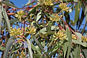 FLOWER BUDS OF THE ICONIC NATIVE WESTERN AUSTRALIAN TREE, EUCALYPTUS MARGINATA, COMMONLY KNOWN AS JARRAH