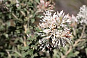 GREVILLEA VESTITA