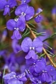 HOVEA PUNGENS