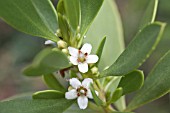 MYOPORUM INSULARE