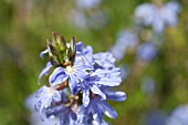 SCAEVOLA THESIOIDES