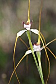 CALADENIA LONGICAUDA