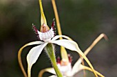 CALADENIA LONGICAUDA