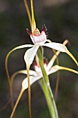 CALADENIA LONGICAUDA