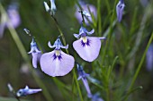 NATIVE WESTERN AUSTRALIAN HERB, HYBANTHUS CALYCINUS