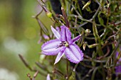 THYSANOTUS MANGLESIANUS VINE OR CREEPER