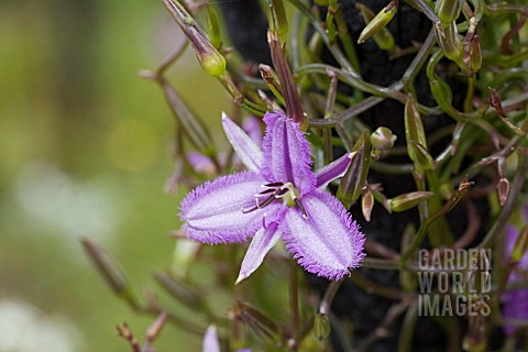 THYSANOTUS_MANGLESIANUS_VINE_OR_CREEPER