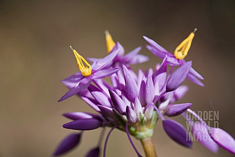 NATIVE_WESTERN_AUSTRALIAN_HERB_SOWERBAEA_LAXIFLORA