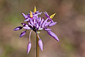 NATIVE WESTERN AUSTRALIAN HERB, SOWERBAEA LAXIFLORA