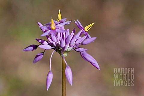 NATIVE_WESTERN_AUSTRALIAN_HERB_SOWERBAEA_LAXIFLORA