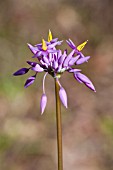 NATIVE WESTERN AUSTRALIAN HERB, SOWERBAEA LAXIFLORA