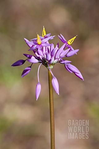 NATIVE_WESTERN_AUSTRALIAN_HERB_SOWERBAEA_LAXIFLORA