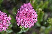 PIMELEA FERRUGINEA IN FLOWER