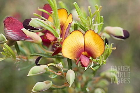 BOSSIAEA_ERIOCARPA