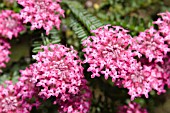 PIMELEA FERRUGINEA SHRUB