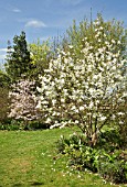 MAGNOLIA TREES IN SPRING AT THE DOROTHY CLIVE GARDEN