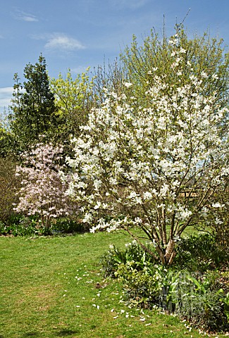 MAGNOLIA_TREES_IN_SPRING_AT_THE_DOROTHY_CLIVE_GARDEN