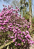 RHODODENDRON PONTICUM