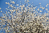 PYRUS COMMUNIS IN BLOSSOM