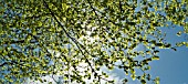 BEECH TREE LEAVES BACK LIT BY THE SUN