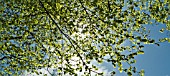 BEECH TREE LEAVES BACK LIT BY THE SUN