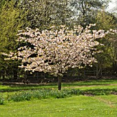 PRUNUS AUTUM BLAZE