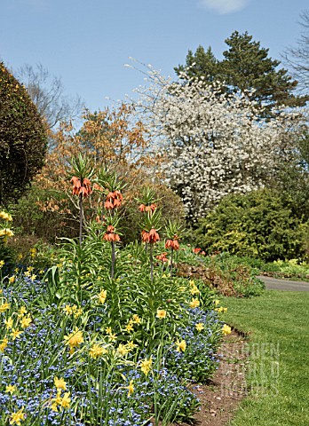 BORDER_OF_SPRING_BULBS_WITH_MATURE_TREES_AND_LAWNS_IN_SPRING_AT_THE_DOROTHY_CLIVE_GARDEN