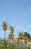 CROWN IMPERIAL FRITILLARIA