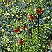 CROWN IMPERIAL FRITILLARIA